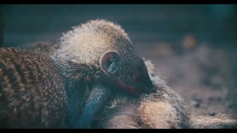 close up of mongoose from the front looking into the camera0000