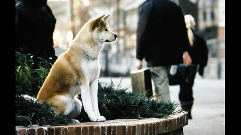 "Heartfelt to Heartbreak" - Meet Hachikō - A Dog's Unlimited Devotion