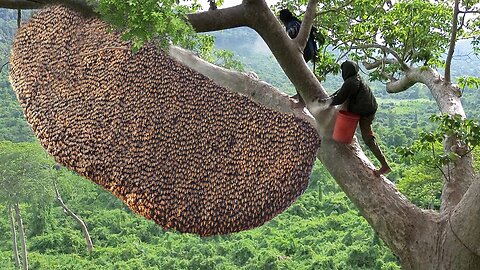 Primitive Technology: Amazing Catch A Giant HoneyBee For Food On The Big Tree