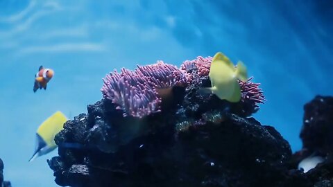 Colorful aquarium, showing different colorful fishes swimming