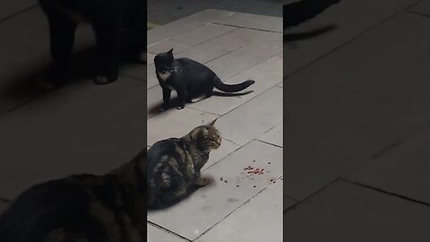 We Feed Street Cats Everyday Just Subscribe to Save Cats