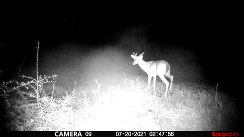 Whitetail woods and what is going on in the hunting area.