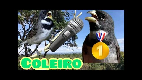 coleiro Tui Tui canto para ensinar filhote !