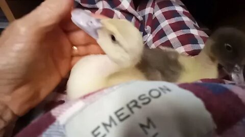 Lucky and Charlie, Muscovy Ducklings, Having a cuddle, ( Video 15 )