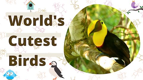 The World's Cutest Birds