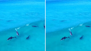 Dolphins surfing and jumping through waves