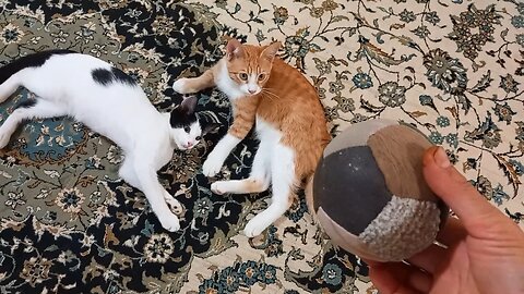 Which kittens like the toy soccer ball the most?