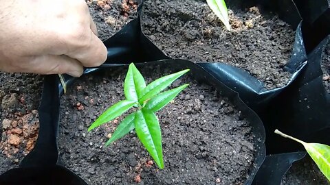 novas frutiferas pitanga bananinha pinha do asteca atemoia Guabiju mirtilo calabura pera hosui...