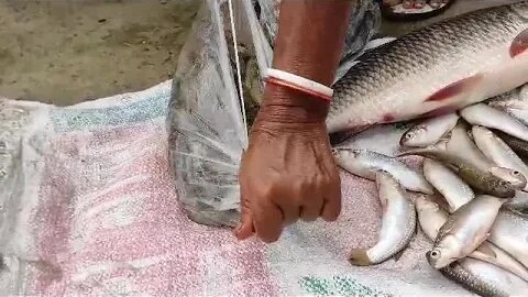 সাতক্ষীরার পারছে আর টেংরা মাছ ll Satkhirar's Parche fish and Tangra fish