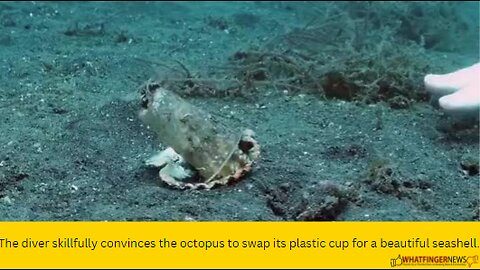 The diver skillfully convinces the octopus to swap its plastic cup for a beautiful seashell.