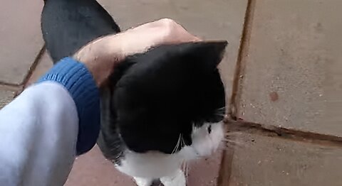 Cat is happy to see his human