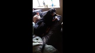 Silly doggy steals owner's spot on the couch