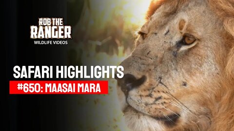 Safari Highlights #650: 13th January 2022 | Maasai Mara/Zebra Plains | Latest Wildlife Sightings