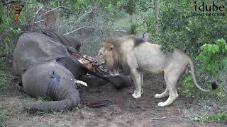 Big Lion Scavenging From An African Elephant