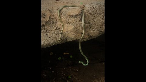 Tourist films rare and strange snake behavior
