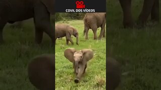 bebê elefante cheio de energia