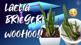 Laelia briegeri | Semi hydroponic set up | Leca | Seramis | Akadama | Grit 🙌🏼🪴