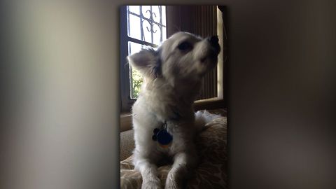 Talented Dog Loves To Sing