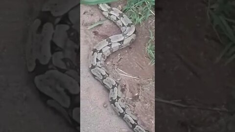 achei uma cobra jibóia na beira da estrada