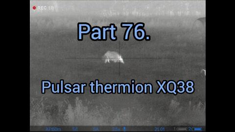 Part 76. Wildboar hunting, pulsar thermion xq38