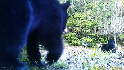 Bear cub swipes at trail camera before following mom & brother