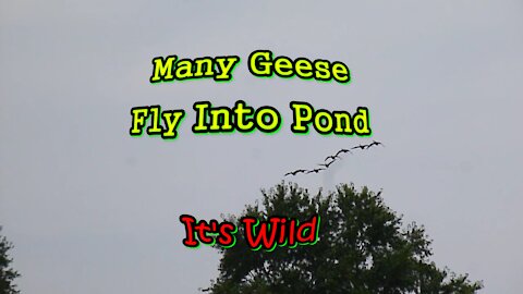 Many Geese Fly Into Pond