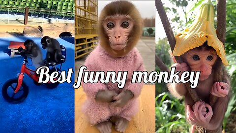 Best funny monkey.