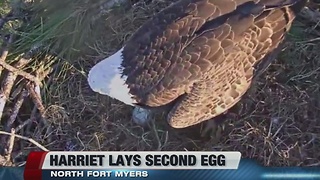 2nd egg laid at eagle cam nest