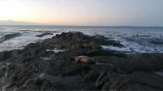 Dead fur seals