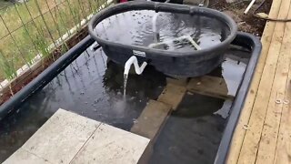 Aviary Water Garden Remodel - Part Two