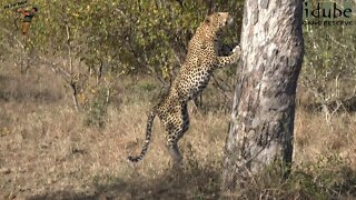 Agile Leopard