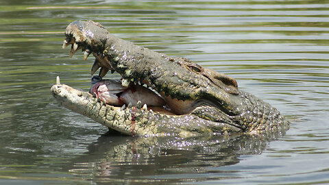 Australian Saltwater Crocodile