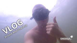 VLOG - Private Reef Checkup