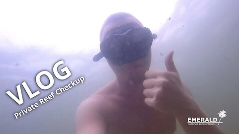 VLOG - Private Reef Checkup