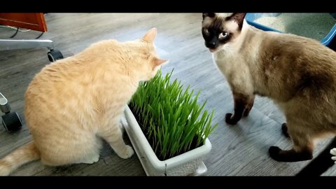Cats Eating Cat Grass