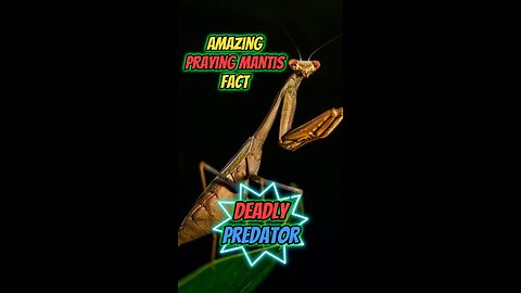 Amazing Praying Mantis Fact | Deadly Predator