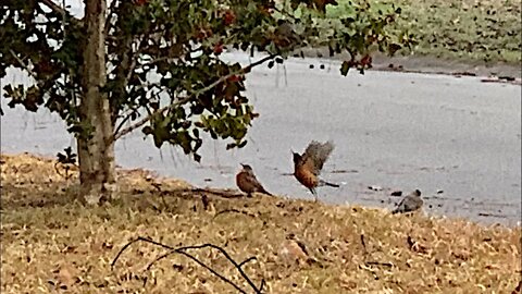 Fat Egg Filled Robins Eating Holly Berries