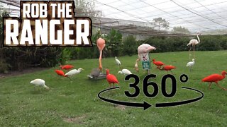 Beautiful Birds! Flamingos, Ibises, and Egrets (In 360° VR)