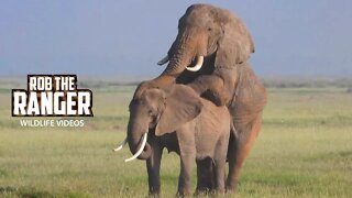 Amboseli Elephants Trying To Increase The Population | Zebra Plains Safari