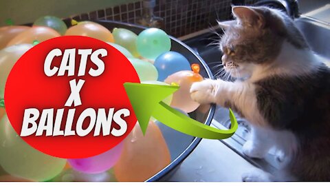 Funny Cats vs Ballons