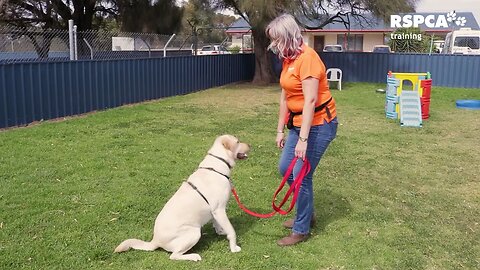 Dog Training 🥰❤️