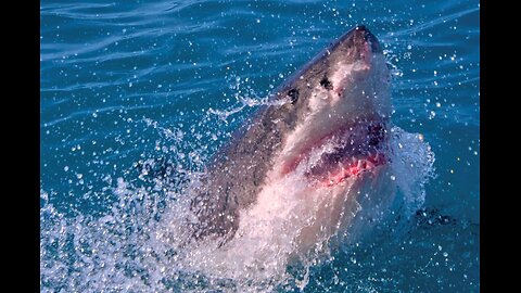 Great White Bites Girl in Half Head to Waist