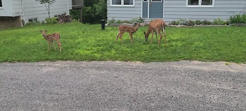 Twins in the neighborhood