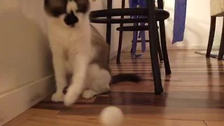 Cat and owner play catch with ping pong ball