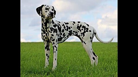 Information about the dalmatian dog