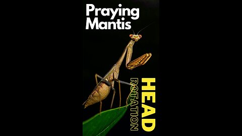 "Praying Mantis: Masters of Head Rotation"