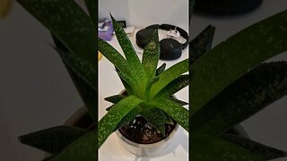 Aloe vera plant detailed view (part 2 - after 6 months)