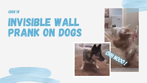 Invisible wall prank on dogs