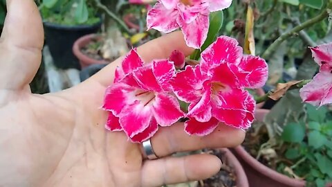 maracujá doce rosa do deserto Sapoti nasceu um pasto para abelha no meu muro capricho da natureza