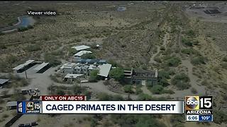 Employees speak out about chimpanzees in desert